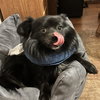 Tuffy - Photo 3