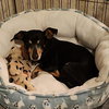 Dill - Photo 3