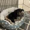 Dill - Photo 4