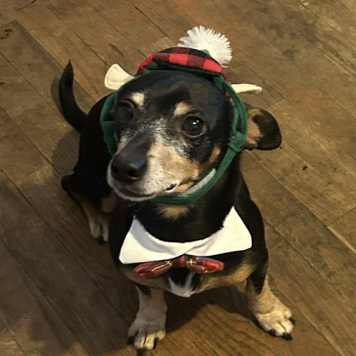 DILL - Dachshund available for adoption