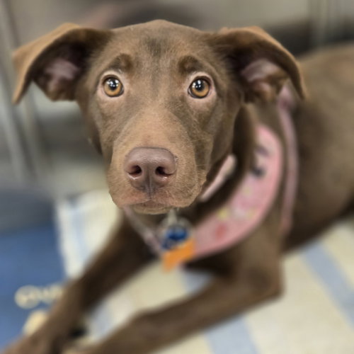 NORA - Labrador Retriever available for adoption