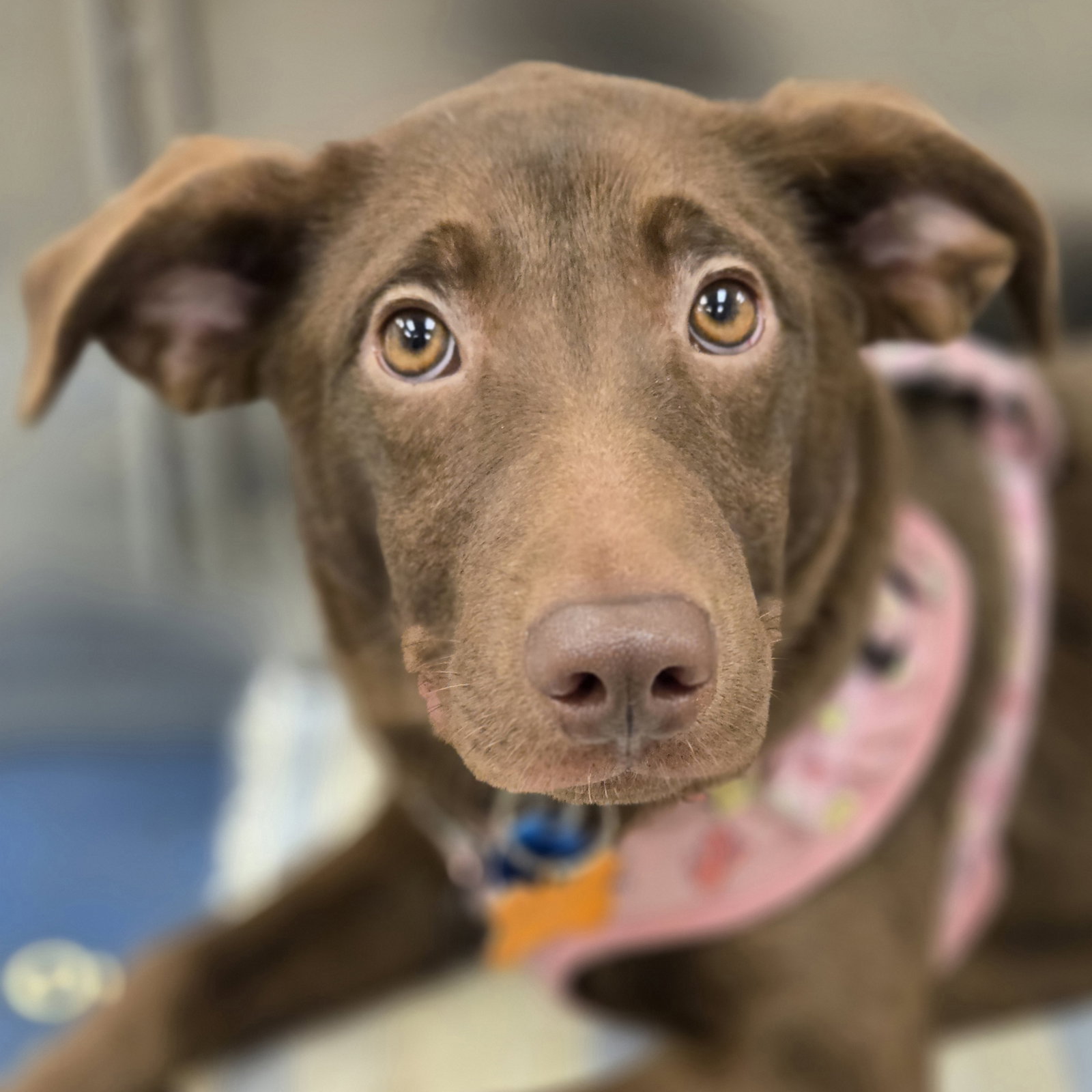 Nora Image