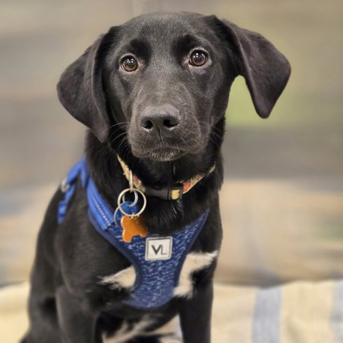 AUNT EDNA - Labrador Retriever available for adoption