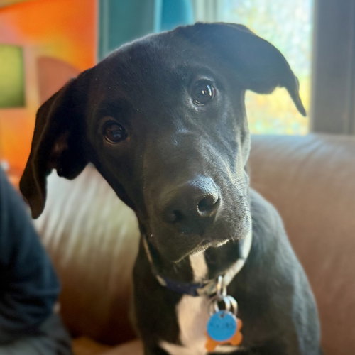 picture of the dog needing adoption