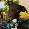 Griswold - Photo 1
