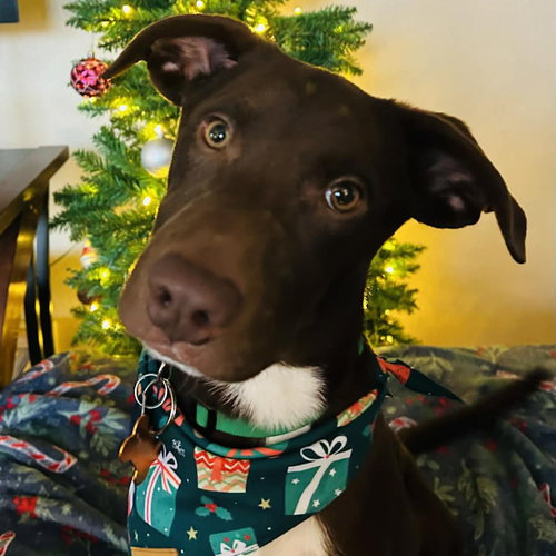 GRISWOLD - Labrador Retriever available for adoption