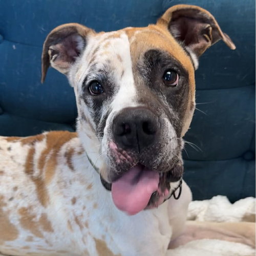 MOO-MOO - Great Dane / Boxer available for adoption