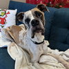 Moo-Moo - Photo 6