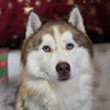 Kato - Photo 1