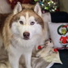 Kato - Photo 2