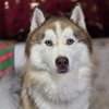 Kato - Photo 3
