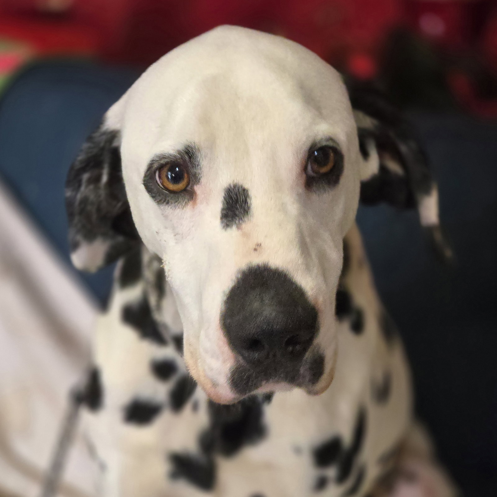 Pongo Image