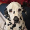 Pongo - Photo 1