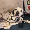 Pongo - Photo 2