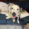 Pongo - Photo 3