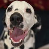 Pongo - Photo 4