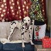 Pongo - Photo 5
