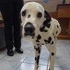 Pongo - Photo 6