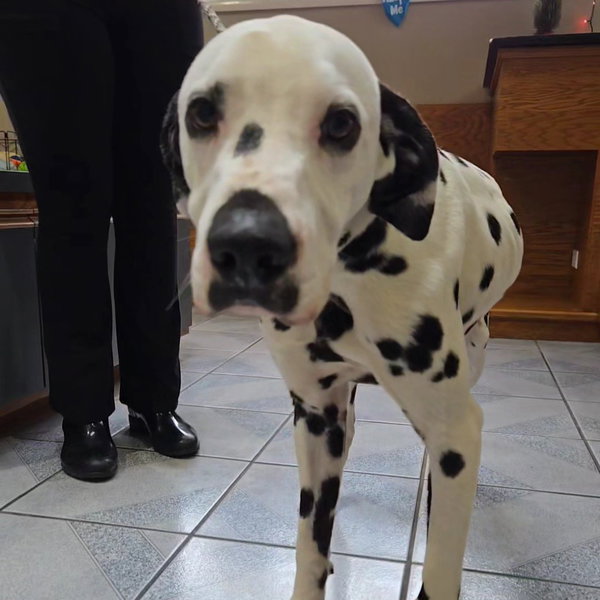 Pongo