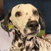 Wizzer - Photo 1