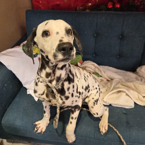 WIZZER - Dalmatian available for adoption