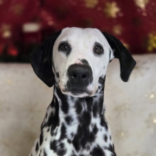 INKY - Dalmatian available for adoption