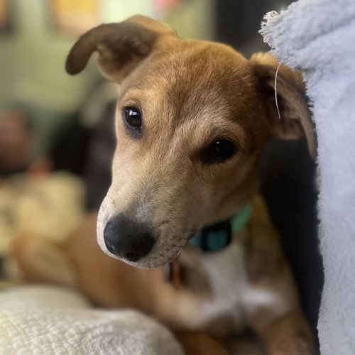 AMELIA - Unknown available for adoption