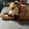 Amelia - Photo 3