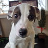Ainsley - Photo 4