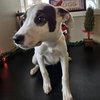 Ainsley - Photo 6