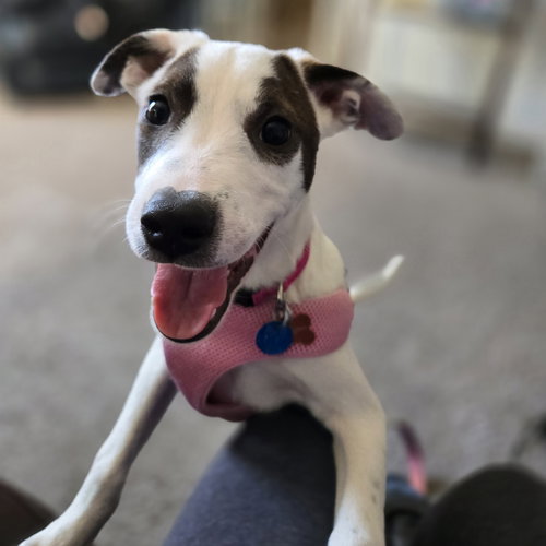 AINSLEY - Unknown available for adoption