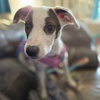 Ainsley - Photo 3
