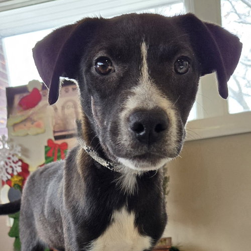 picture of the dog needing adoption