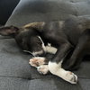 Asher - Photo 7