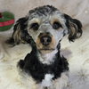 Teddy - Photo 1