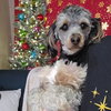 Teddy - Photo 2