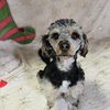 Teddy - Photo 3