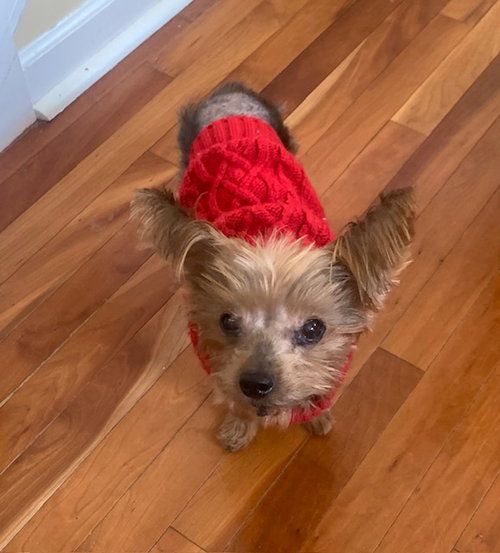 RUE - Yorkshire Terrier Yorkie available for adoption