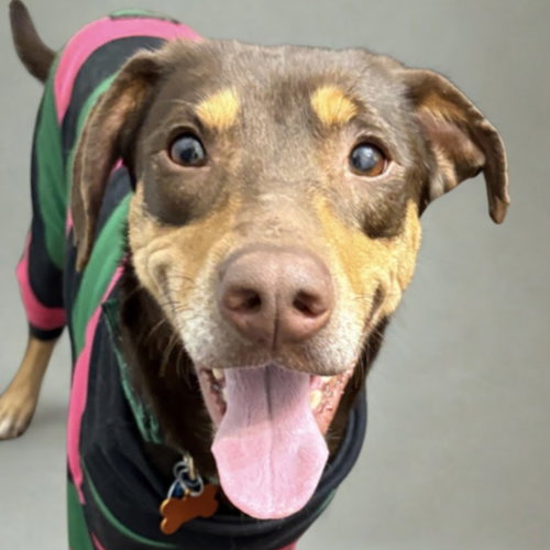 picture of the dog needing adoption