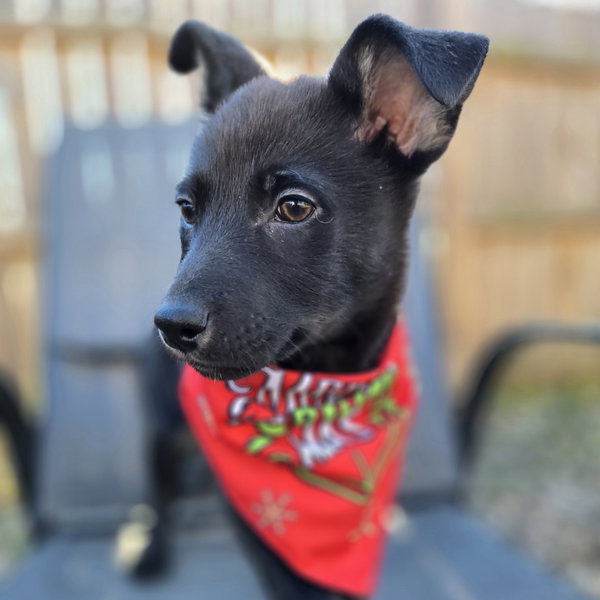 Elsa