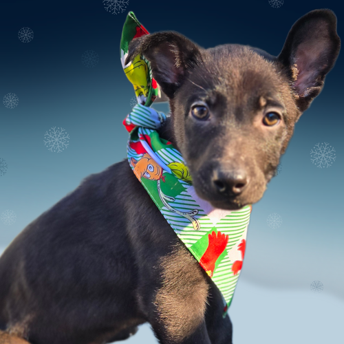 picture of the dog needing adoption