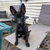Olaf - Photo 4