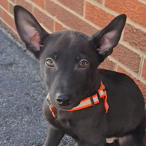 OLAF - Shepherd available for adoption