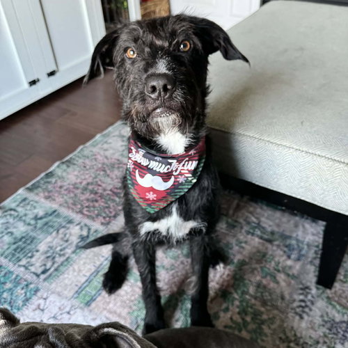 MR. NARWHAL - Labrador Retriever / Poodle (unknown type) available for adoption