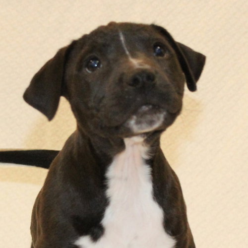 JINGLE - American Staffordshire Terrier available for adoption