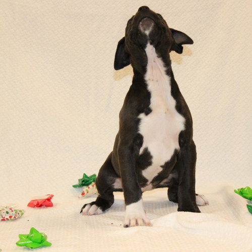 JINGLE - American Staffordshire Terrier available for adoption