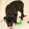 Jingle - Photo 3