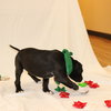 Jingle - Photo 4