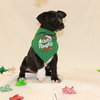 Jingle - Photo 5