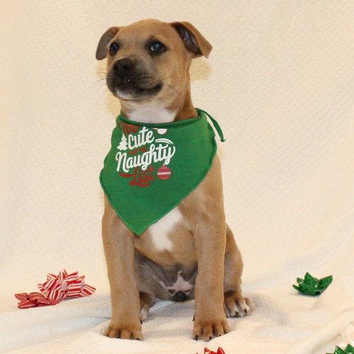 COCOA - American Staffordshire Terrier available for adoption